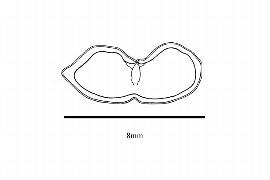   Embryo:nbsp;  Chilopsis linearis ;nbsp;Illustration by K. Parker, Kirkbride et al. (2006)
